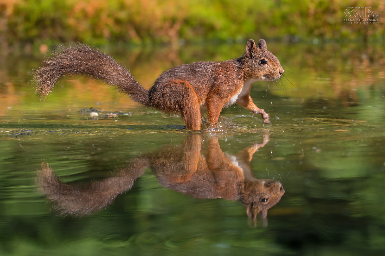 Eekhoorn in het water Tijdens een warme zomerdag liep deze eekhoorn door het water van een ondiepe poel wat een beeld met een prachtige reflectie opleverde Stefan Cruysberghs